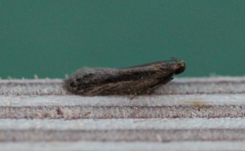 Mirificarma mulinella